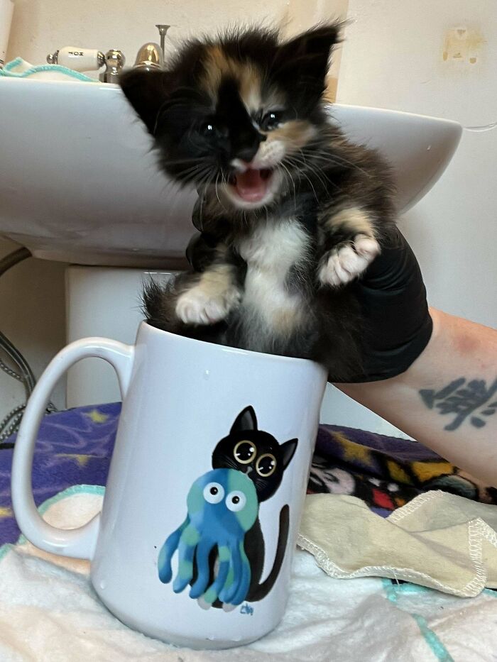 134 Times Cats Made Their Owners Laugh And They Had To Share Pics Online (New Pics)