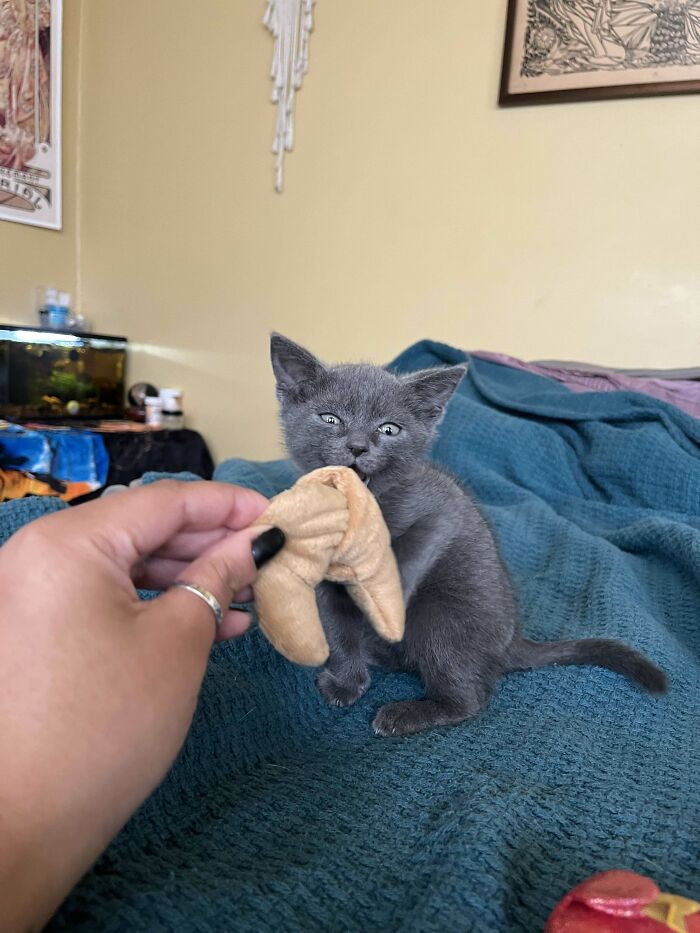 134 Times Cats Made Their Owners Laugh And They Had To Share Pics Online (New Pics)
