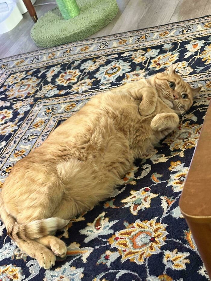 134 Times Cats Made Their Owners Laugh And They Had To Share Pics Online (New Pics)