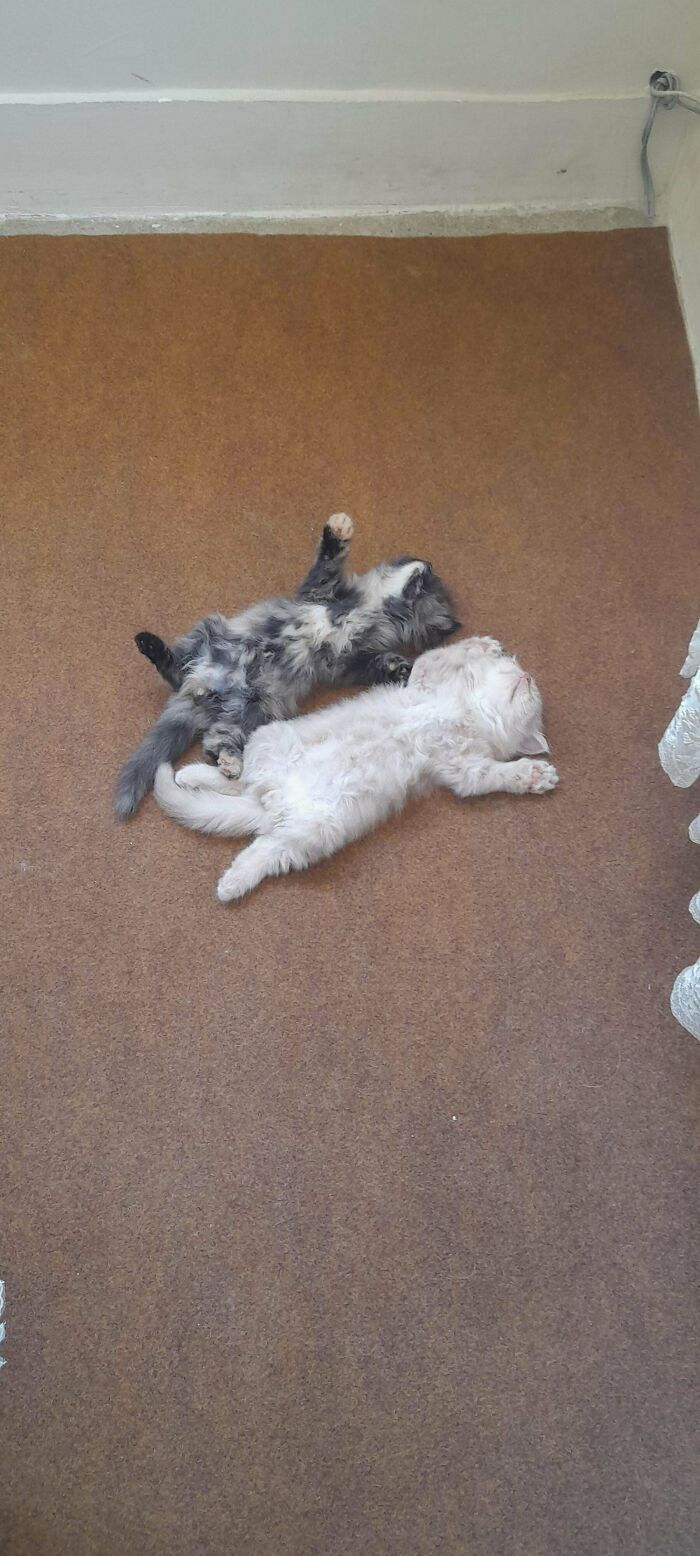 134 Times Cats Made Their Owners Laugh And They Had To Share Pics Online (New Pics)