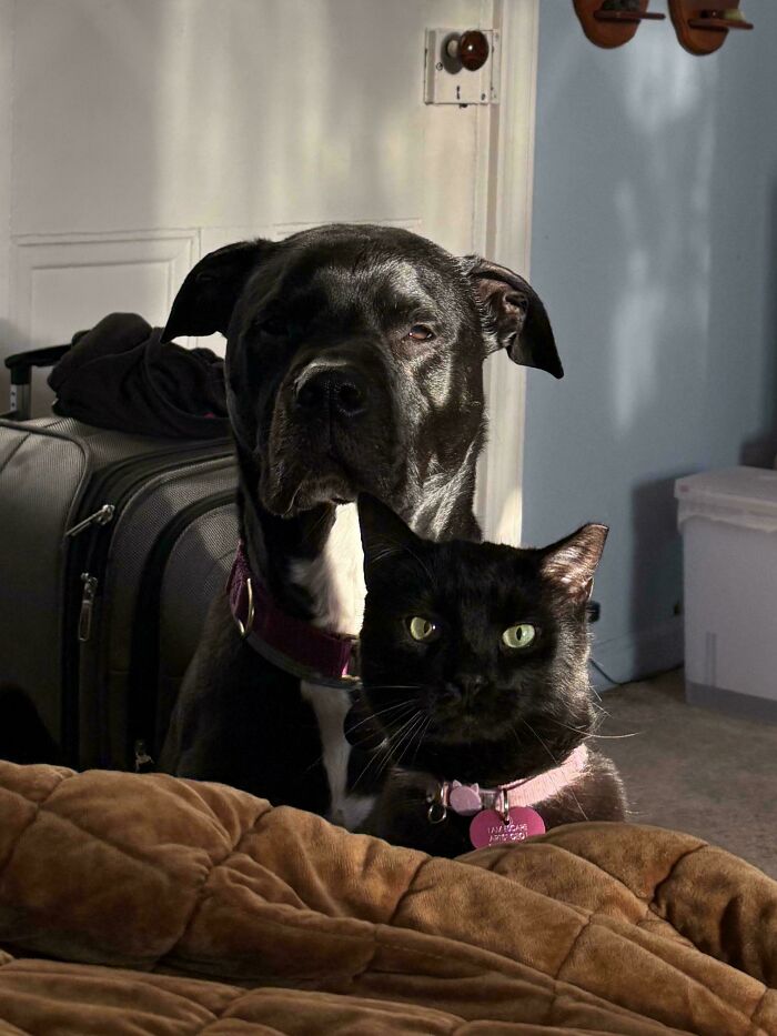 134 Times Cats Made Their Owners Laugh And They Had To Share Pics Online (New Pics)