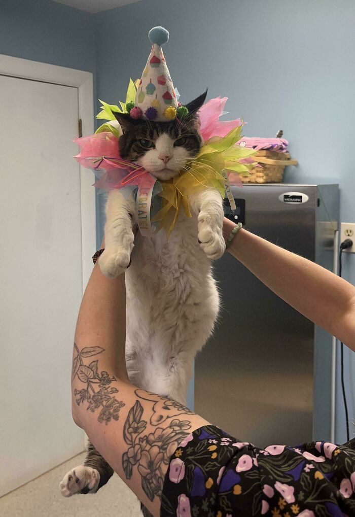 134 Times Cats Made Their Owners Laugh And They Had To Share Pics Online (New Pics)