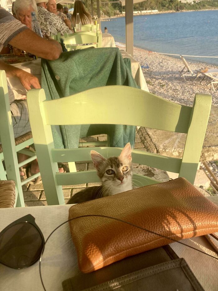 134 Times Cats Made Their Owners Laugh And They Had To Share Pics Online (New Pics)