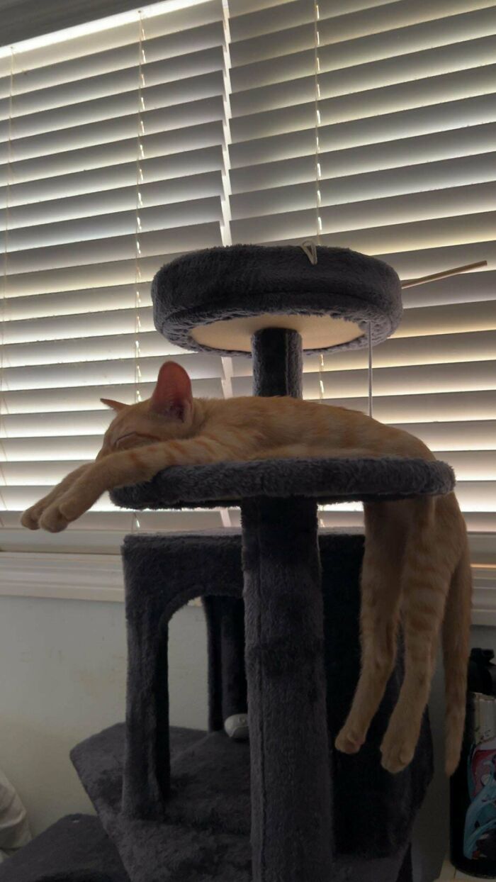 134 Times Cats Made Their Owners Laugh And They Had To Share Pics Online (New Pics)