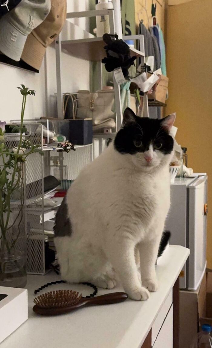 134 Times Cats Made Their Owners Laugh And They Had To Share Pics Online (New Pics)