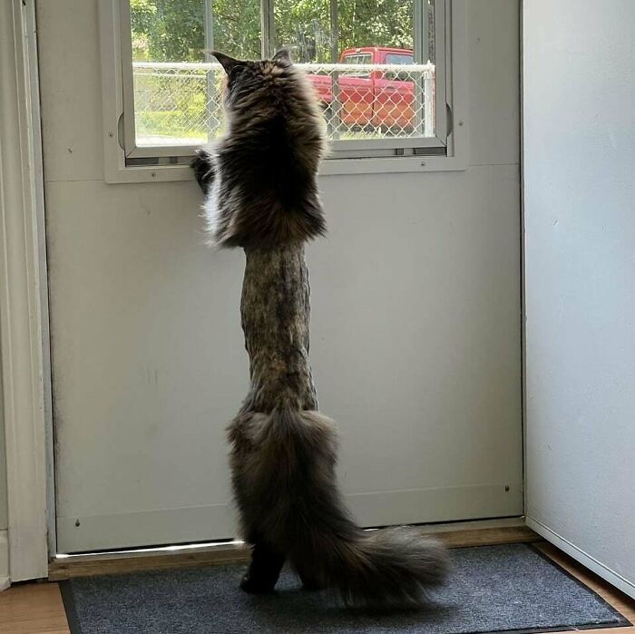 134 Times Cats Made Their Owners Laugh And They Had To Share Pics Online (New Pics)