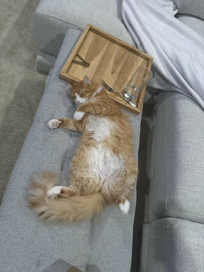 134 Times Cats Made Their Owners Laugh And They Had To Share Pics Online (New Pics)