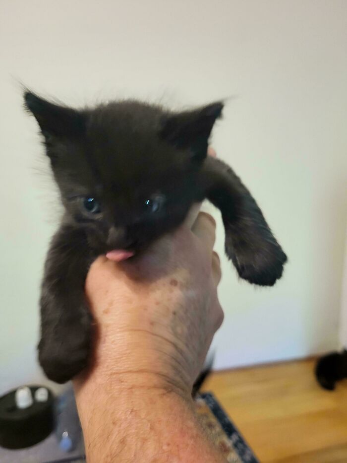 134 Times Cats Made Their Owners Laugh And They Had To Share Pics Online (New Pics)
