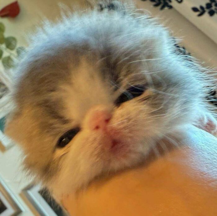 134 Times Cats Made Their Owners Laugh And They Had To Share Pics Online (New Pics)