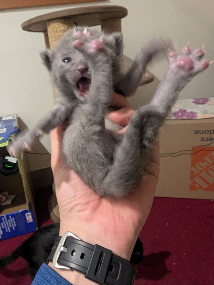 134 Times Cats Made Their Owners Laugh And They Had To Share Pics Online (New Pics)