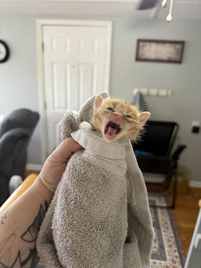 134 Times Cats Made Their Owners Laugh And They Had To Share Pics Online (New Pics)