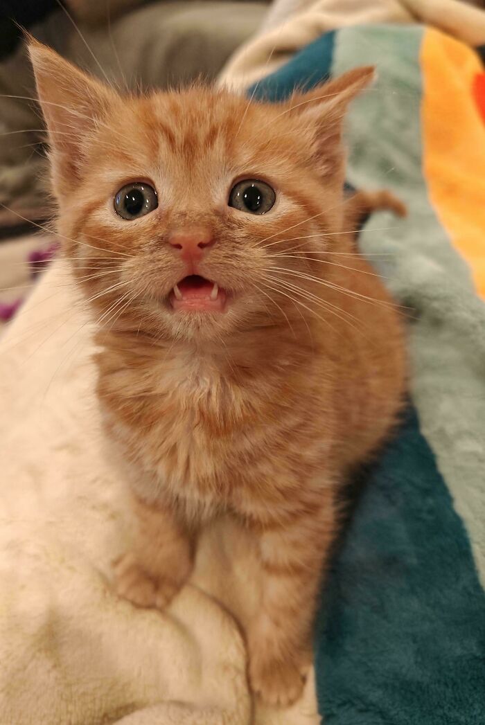 134 Times Cats Made Their Owners Laugh And They Had To Share Pics Online (New Pics)