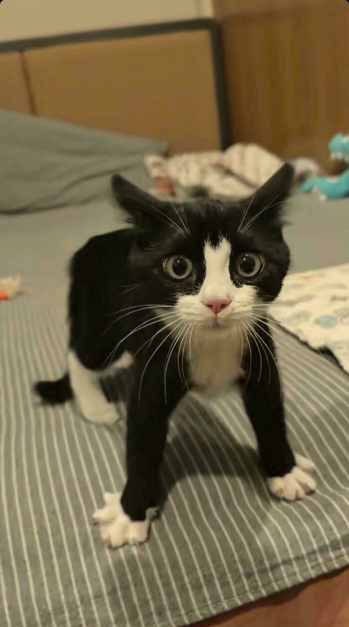 134 Times Cats Made Their Owners Laugh And They Had To Share Pics Online (New Pics)