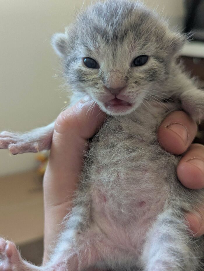 134 Times Cats Made Their Owners Laugh And They Had To Share Pics Online (New Pics)