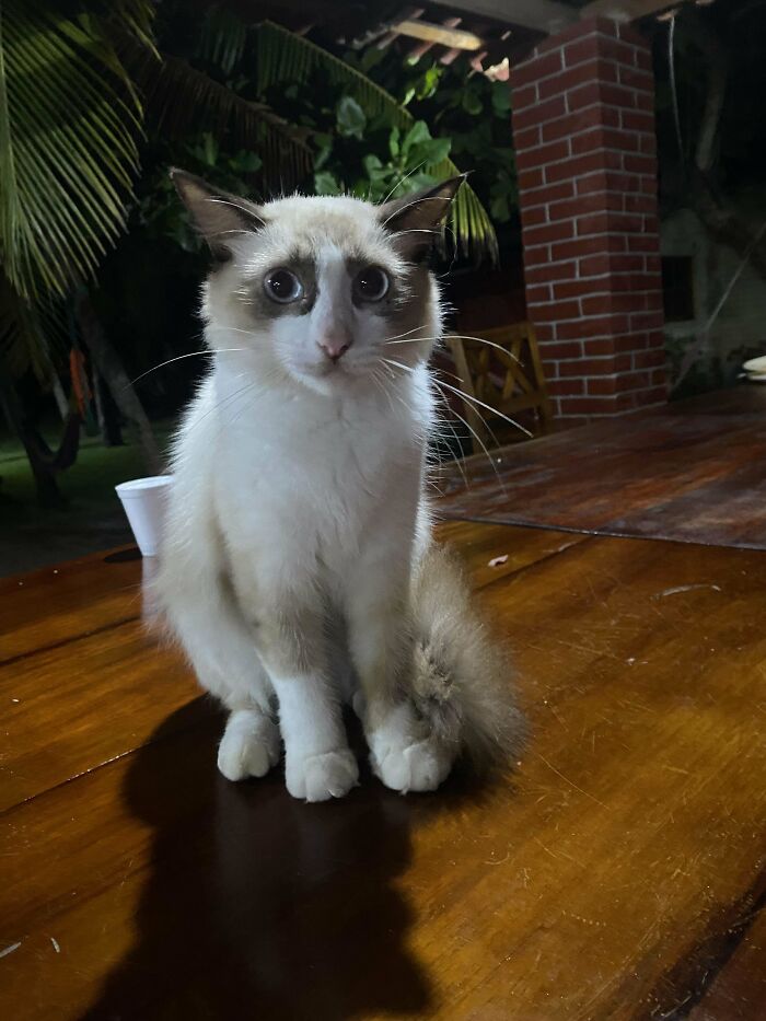 134 Times Cats Made Their Owners Laugh And They Had To Share Pics Online (New Pics)