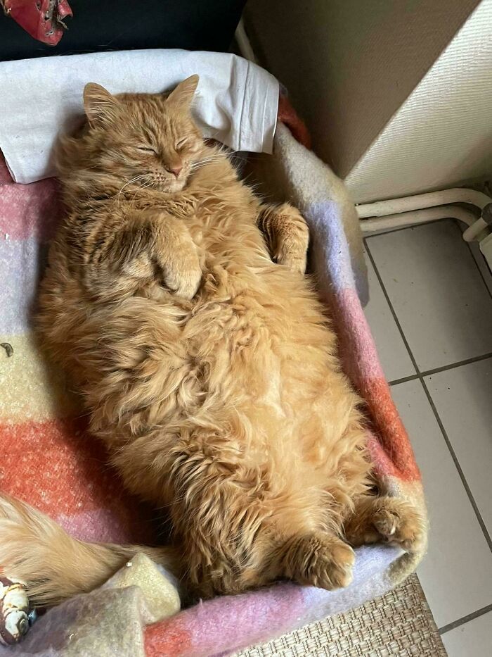 134 Times Cats Made Their Owners Laugh And They Had To Share Pics Online (New Pics)