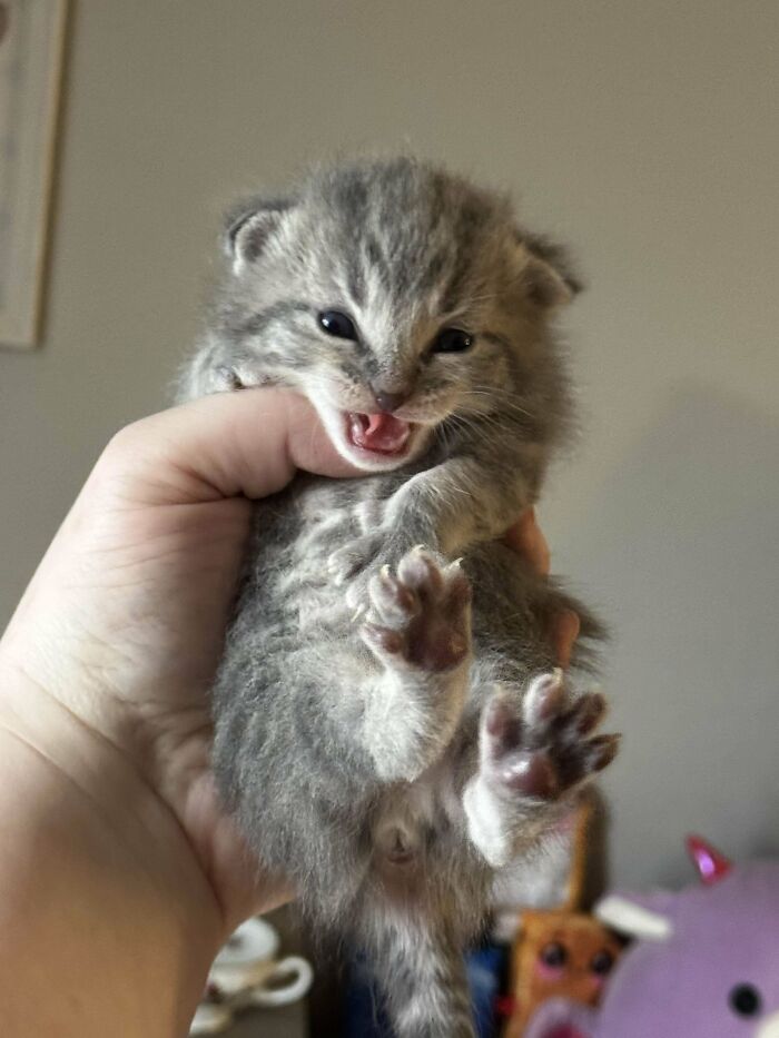 134 Times Cats Made Their Owners Laugh And They Had To Share Pics Online (New Pics)