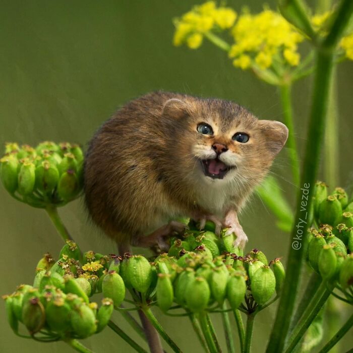 43 New Images Of A World Where Everything Has A Cat&#8217;s Face By &#8220;Cat Universe&#8221;