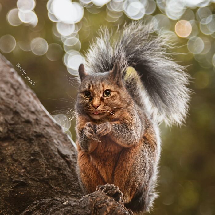 43 New Images Of A World Where Everything Has A Cat&#8217;s Face By &#8220;Cat Universe&#8221;