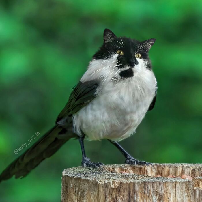 43 New Images Of A World Where Everything Has A Cat&#8217;s Face By &#8220;Cat Universe&#8221;