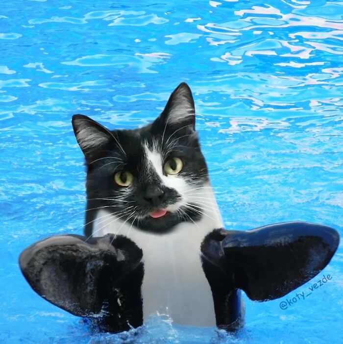 43 New Images Of A World Where Everything Has A Cat&#8217;s Face By &#8220;Cat Universe&#8221;