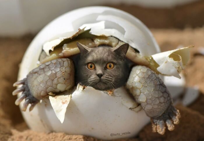 43 New Images Of A World Where Everything Has A Cat&#8217;s Face By &#8220;Cat Universe&#8221;