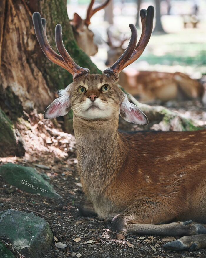 43 New Images Of A World Where Everything Has A Cat&#8217;s Face By &#8220;Cat Universe&#8221;