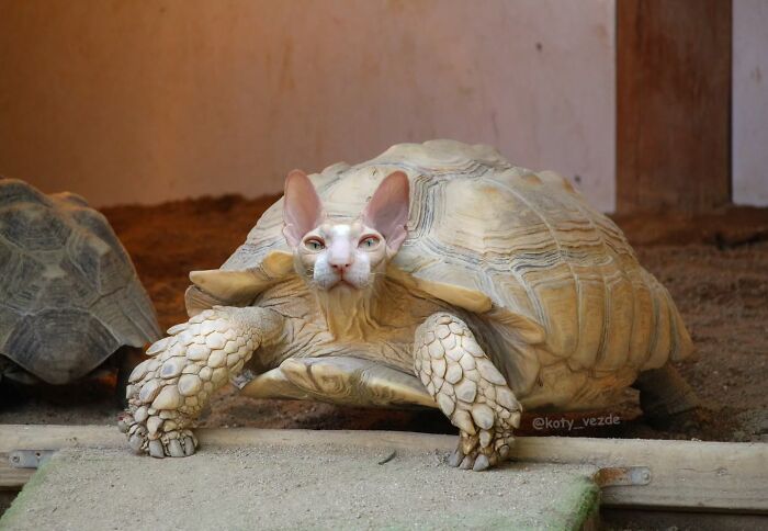 43 New Images Of A World Where Everything Has A Cat&#8217;s Face By &#8220;Cat Universe&#8221;
