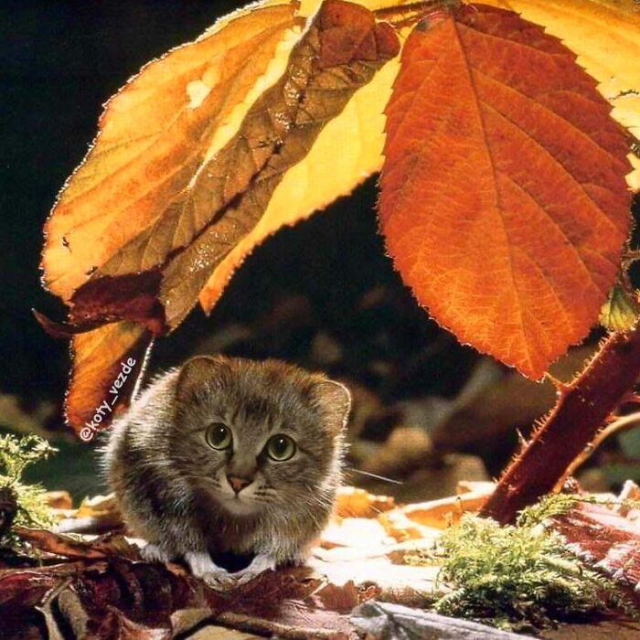43 New Images Of A World Where Everything Has A Cat&#8217;s Face By &#8220;Cat Universe&#8221;