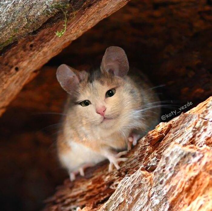 43 New Images Of A World Where Everything Has A Cat&#8217;s Face By &#8220;Cat Universe&#8221;