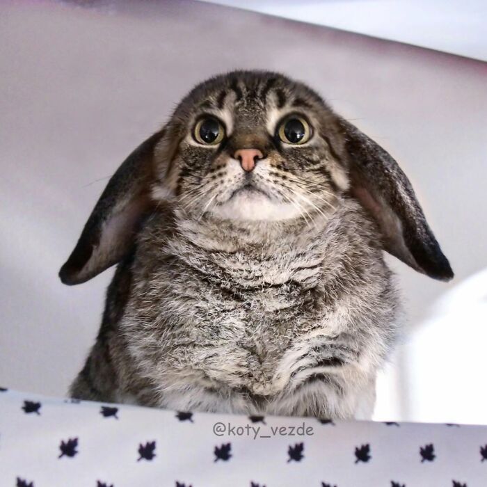 43 New Images Of A World Where Everything Has A Cat&#8217;s Face By &#8220;Cat Universe&#8221;
