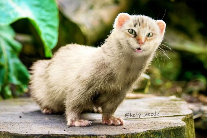 43 New Images Of A World Where Everything Has A Cat&#8217;s Face By &#8220;Cat Universe&#8221;