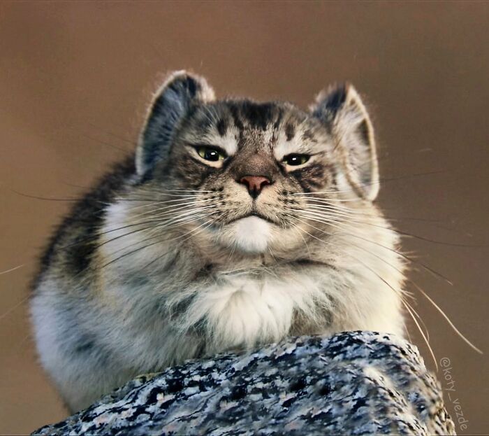 43 New Images Of A World Where Everything Has A Cat&#8217;s Face By &#8220;Cat Universe&#8221;