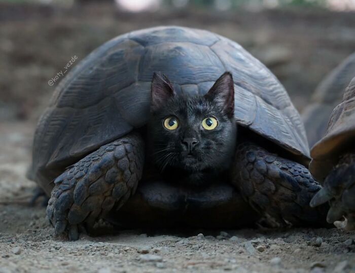 43 New Images Of A World Where Everything Has A Cat&#8217;s Face By &#8220;Cat Universe&#8221;