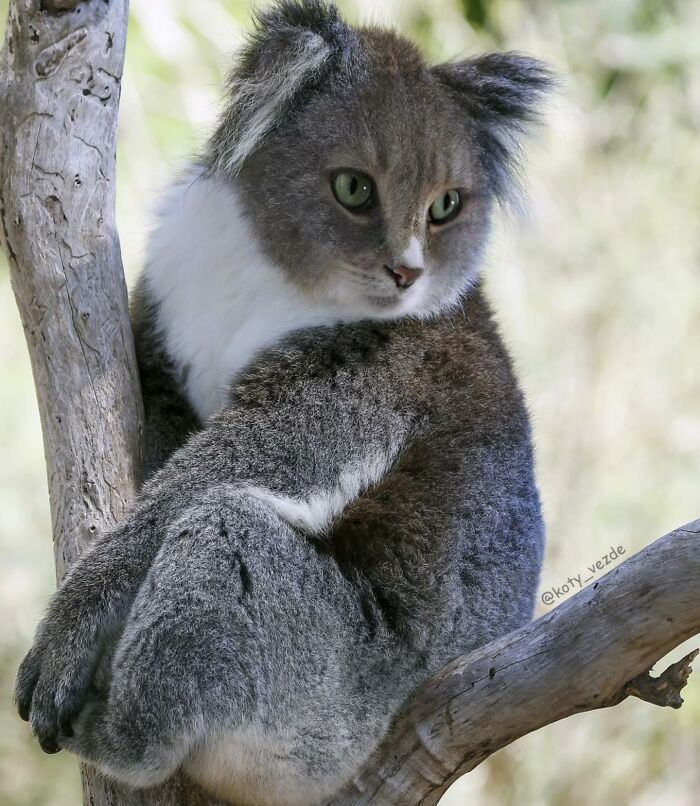 43 New Images Of A World Where Everything Has A Cat&#8217;s Face By &#8220;Cat Universe&#8221;
