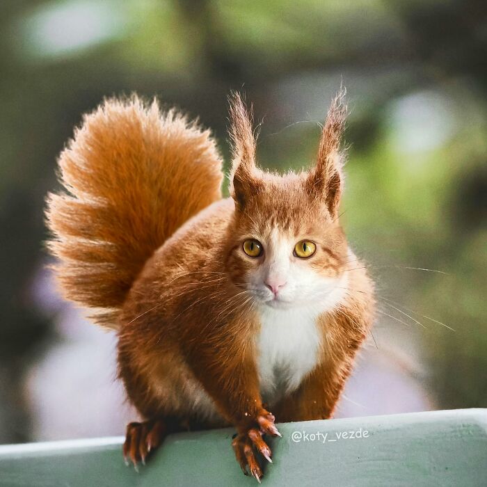 43 New Images Of A World Where Everything Has A Cat&#8217;s Face By &#8220;Cat Universe&#8221;