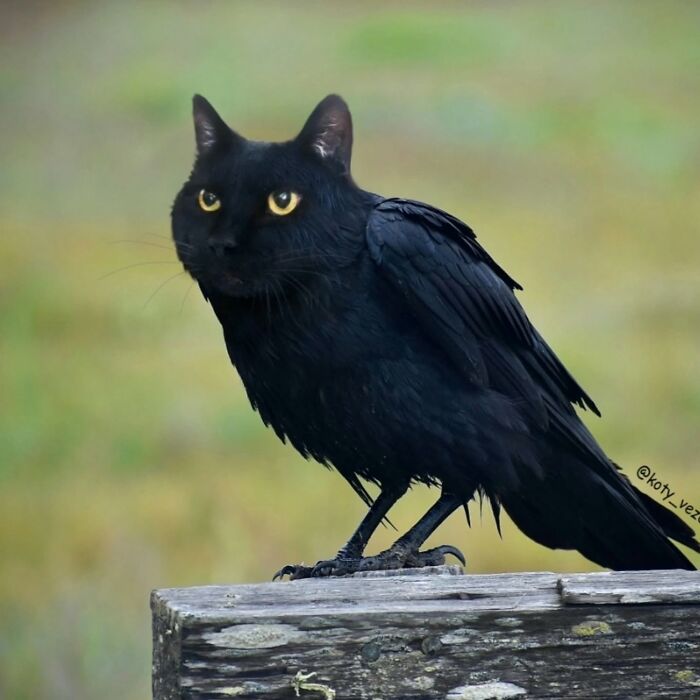 43 New Images Of A World Where Everything Has A Cat&#8217;s Face By &#8220;Cat Universe&#8221;