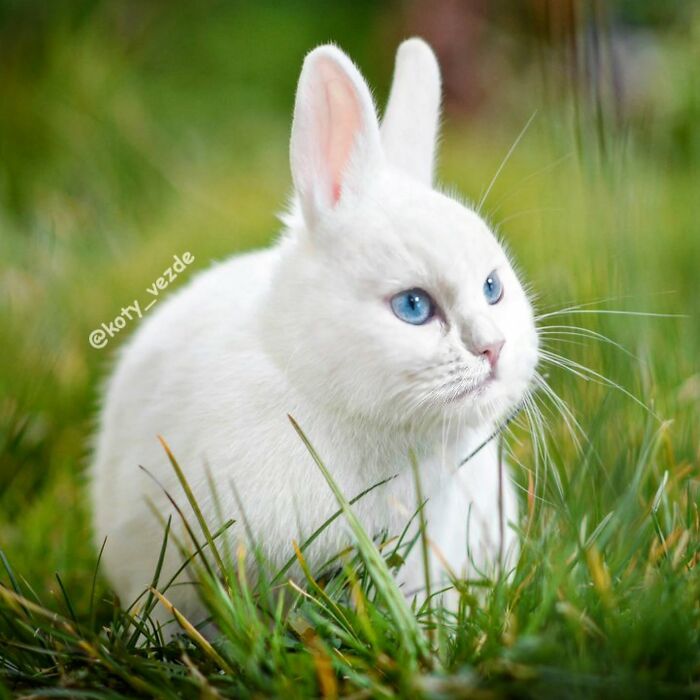43 New Images Of A World Where Everything Has A Cat&#8217;s Face By &#8220;Cat Universe&#8221;