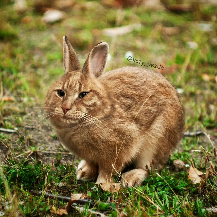 43 New Images Of A World Where Everything Has A Cat&#8217;s Face By &#8220;Cat Universe&#8221;