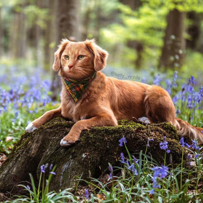 43 New Images Of A World Where Everything Has A Cat&#8217;s Face By &#8220;Cat Universe&#8221;