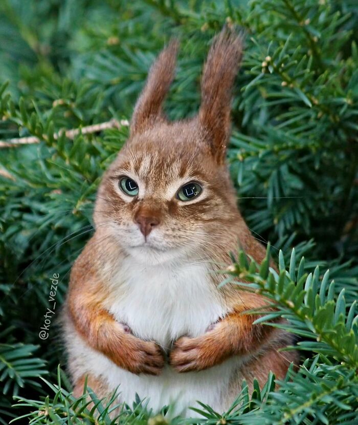 43 New Images Of A World Where Everything Has A Cat&#8217;s Face By &#8220;Cat Universe&#8221;