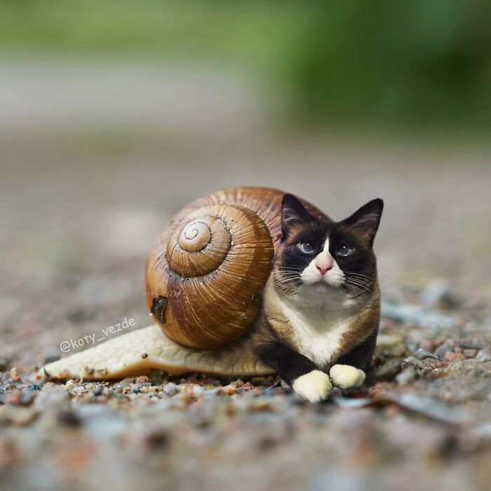 43 New Images Of A World Where Everything Has A Cat&#8217;s Face By &#8220;Cat Universe&#8221;