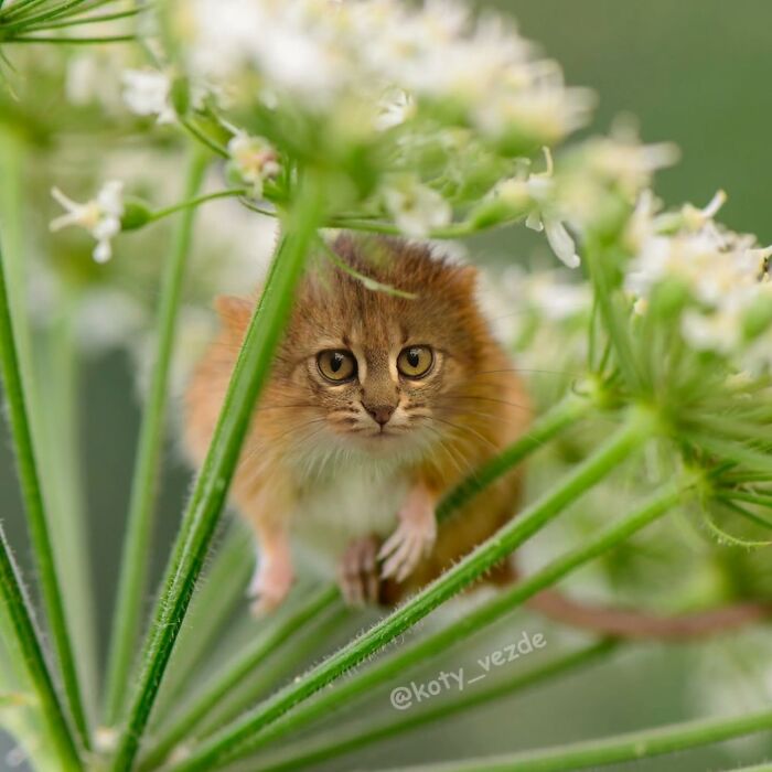 43 New Images Of A World Where Everything Has A Cat&#8217;s Face By &#8220;Cat Universe&#8221;