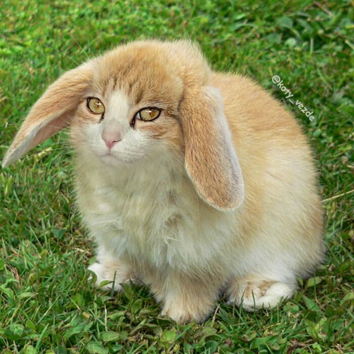 43 New Images Of A World Where Everything Has A Cat&#8217;s Face By &#8220;Cat Universe&#8221;
