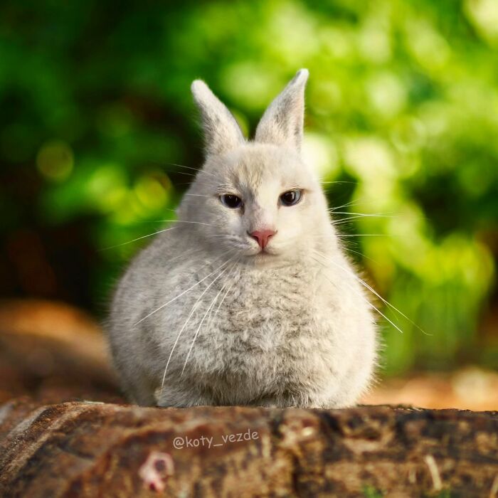 43 New Images Of A World Where Everything Has A Cat&#8217;s Face By &#8220;Cat Universe&#8221;