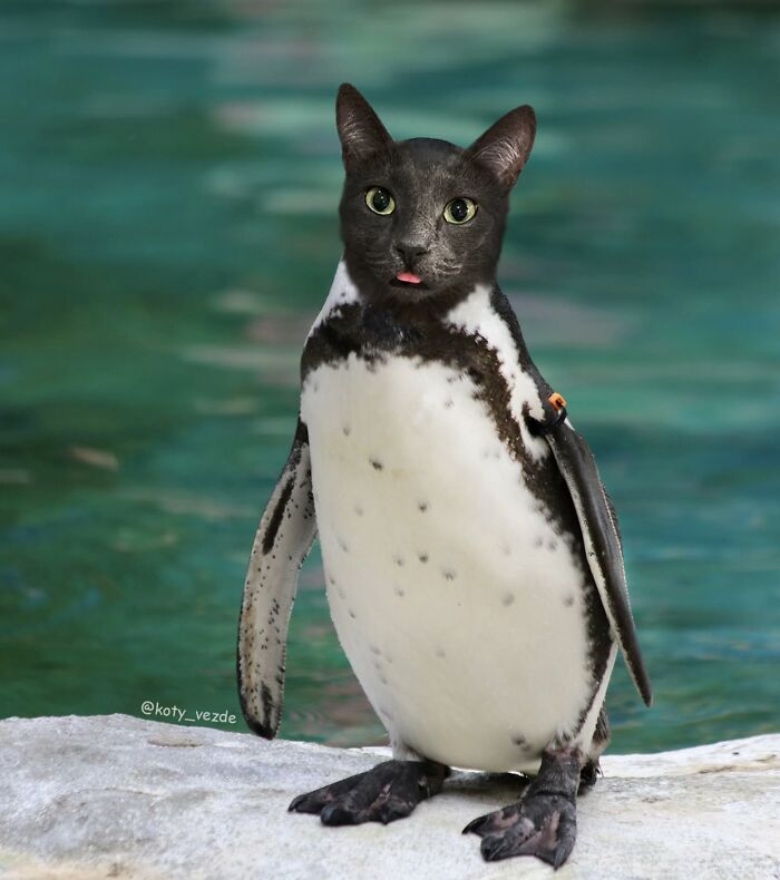 43 New Images Of A World Where Everything Has A Cat&#8217;s Face By &#8220;Cat Universe&#8221;