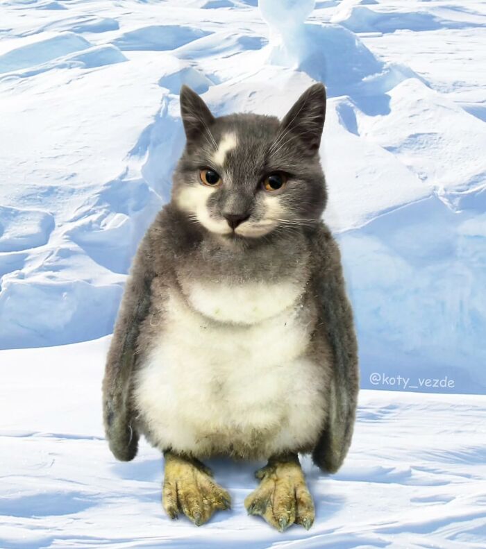 43 New Images Of A World Where Everything Has A Cat&#8217;s Face By &#8220;Cat Universe&#8221;
