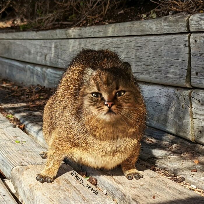 43 New Images Of A World Where Everything Has A Cat&#8217;s Face By &#8220;Cat Universe&#8221;