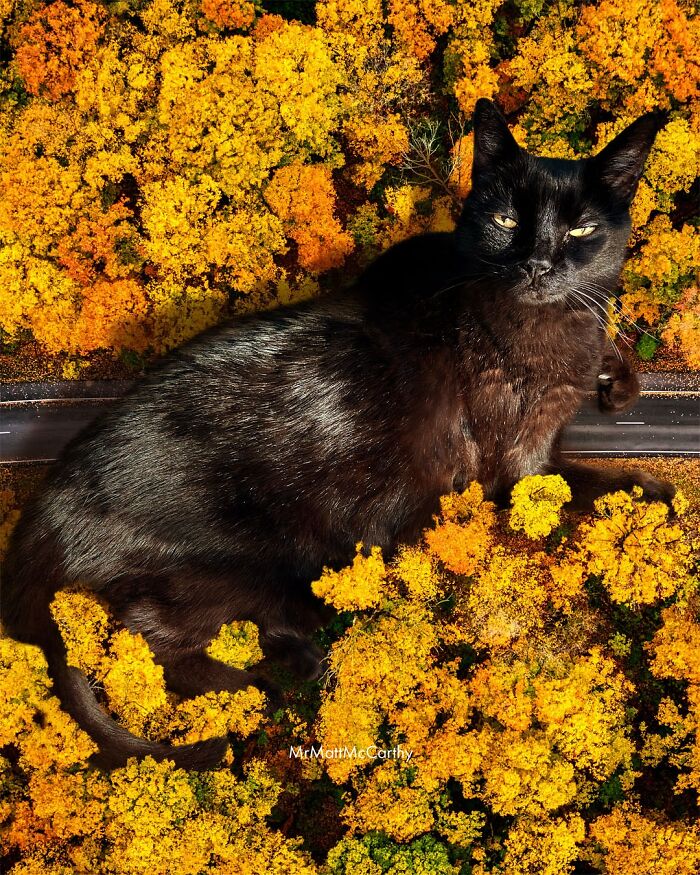 Artist Imagines Surreal Parallel Universe Where Giant Cats Reign, And Here Are 55 New Pieces