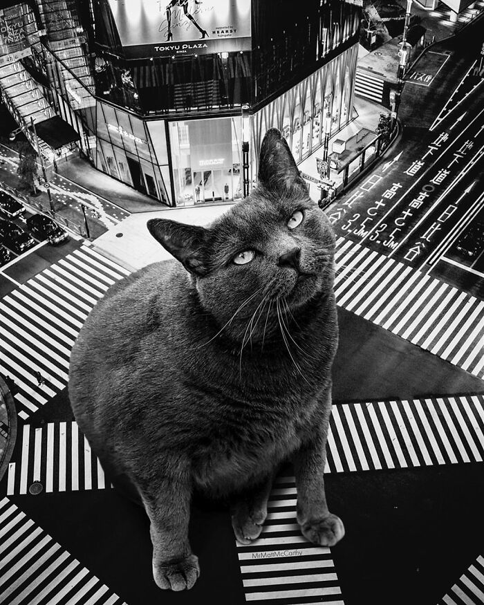 Artist Imagines Surreal Parallel Universe Where Giant Cats Reign, And Here Are 55 New Pieces
